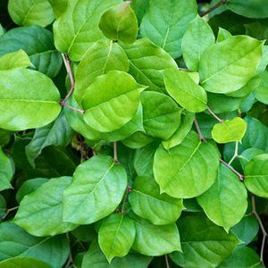 Levi 510 white denim